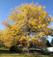 Locust ‘Skyline’