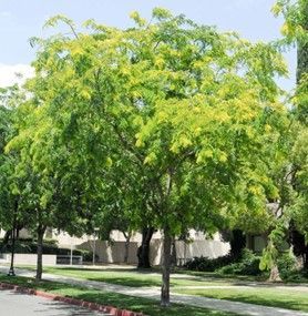 Locust ‘Sunburst’