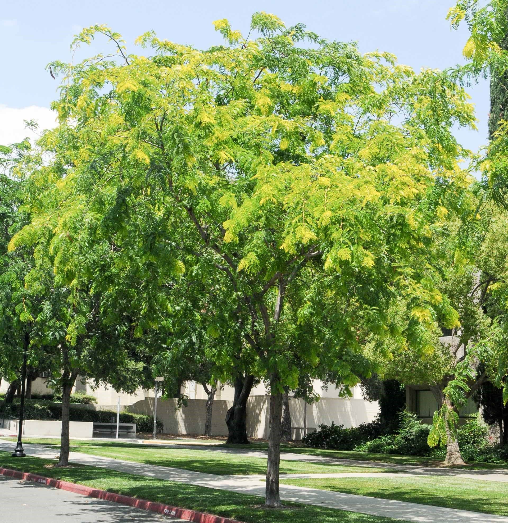 Locust ‘Sunburst’