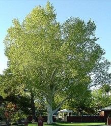 London Plane Tree