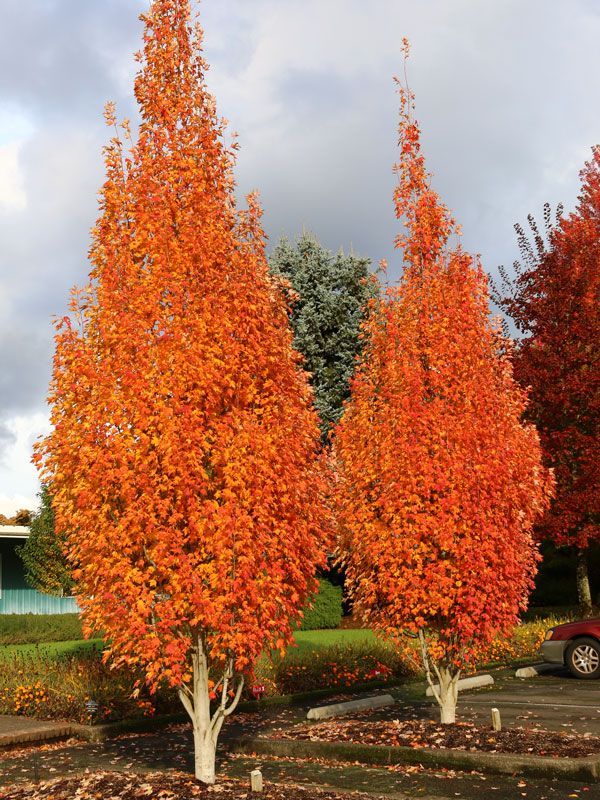 Maple ‘Armstrong Gold’