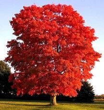Maple ‘Autumn Blaze’
