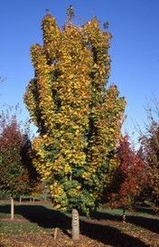 Maple ‘Columnar Norway’