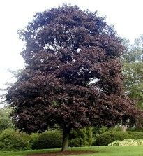 Maple ‘Crimson King’