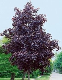 Maple ‘Crimson Sunset’