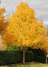 Maple ‘Emerald Queen’