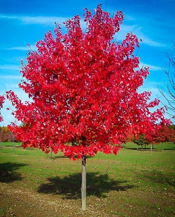 Maple ‘Red Sunset’