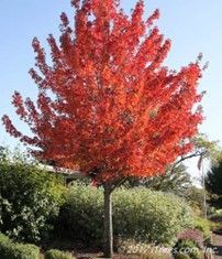 Maple ‘Redpointe’