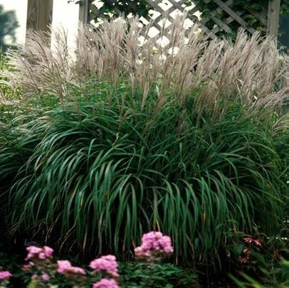 Purple allium flowers in bloom, with green stems and leaves in a garden bed.
