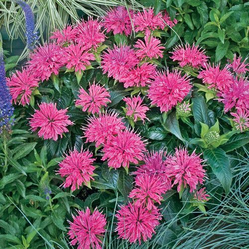 Clump of vibrant pink bee balm flowers in a garden setting.