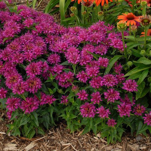 Purple bee balm flowers in a garden bed with green foliage and orange coneflowers in the background.