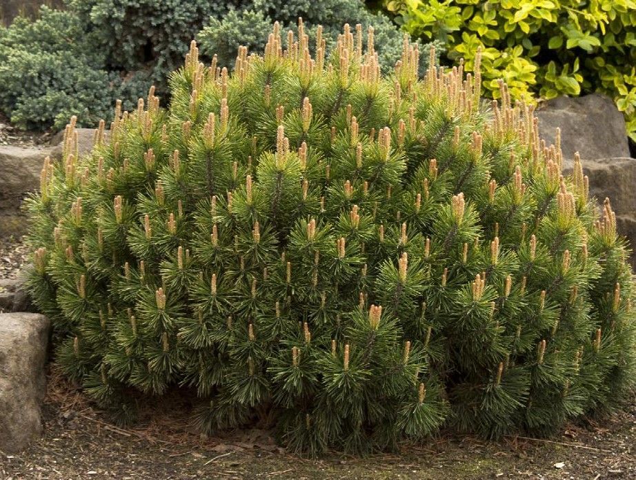 Pine - Mugo 