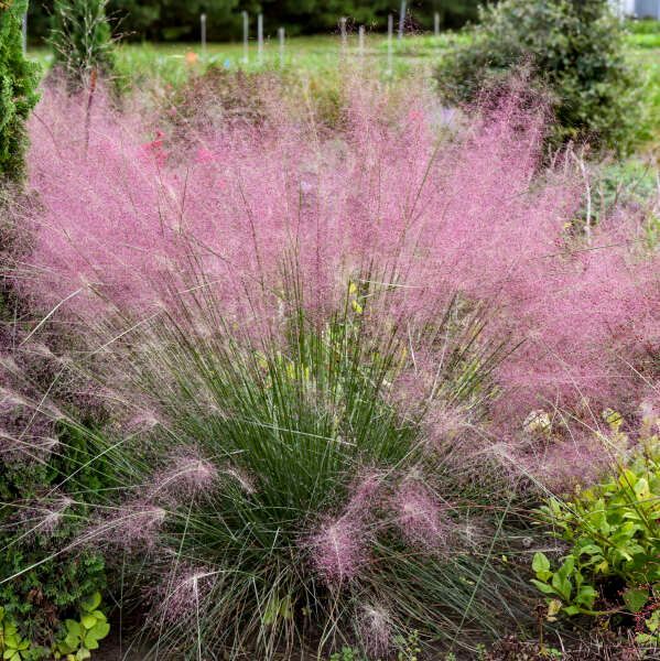 Purple allium flowers in bloom, with green stems and leaves in a garden bed.