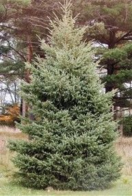 Norway Spruce