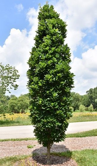 Oak ‘Kindred Spirit’
