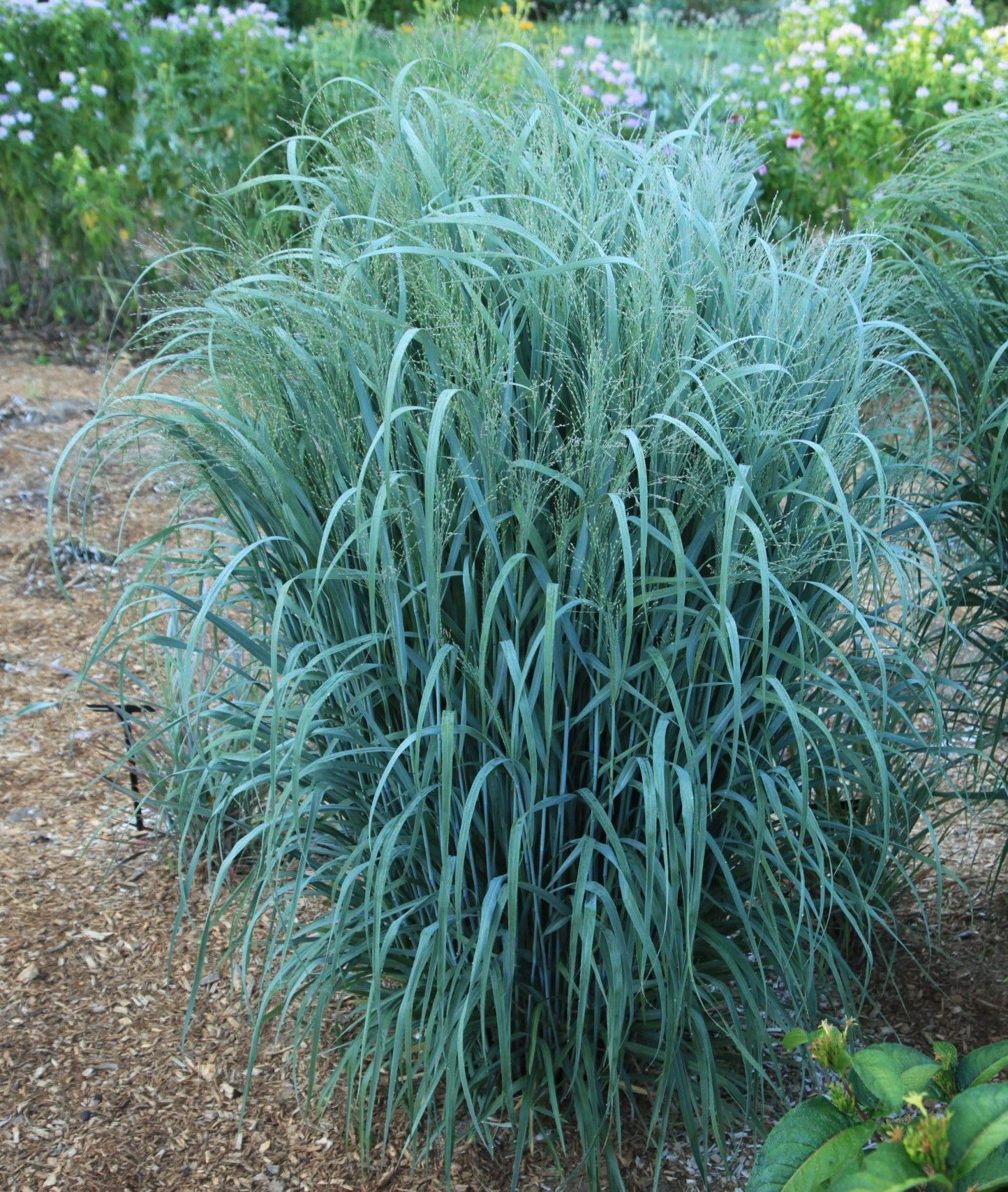 Purple allium flowers in bloom, with green stems and leaves in a garden bed.