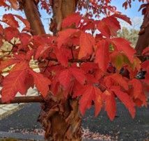 Paperbark Maple