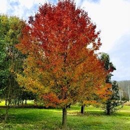 Pear ‘Chastity’ (Fruitless)