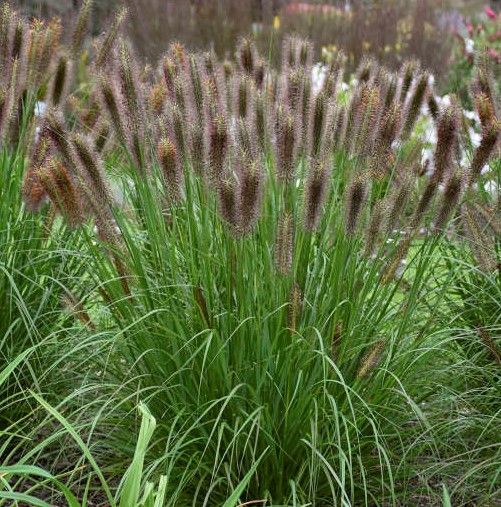 Purple allium flowers in bloom, with green stems and leaves in a garden bed.