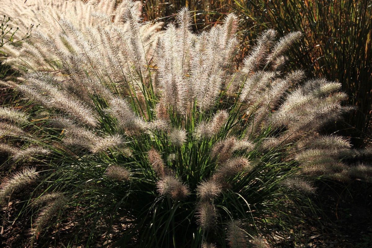 Purple allium flowers in bloom, with green stems and leaves in a garden bed.