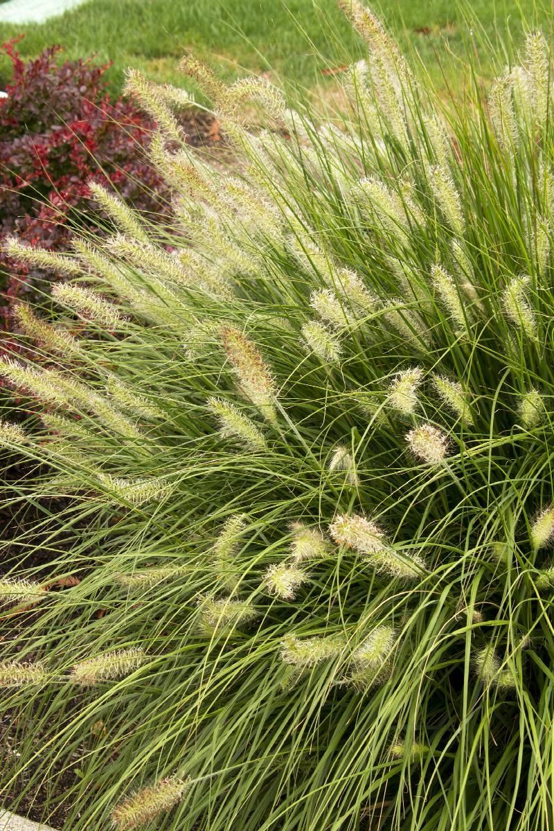 Purple allium flowers in bloom, with green stems and leaves in a garden bed.