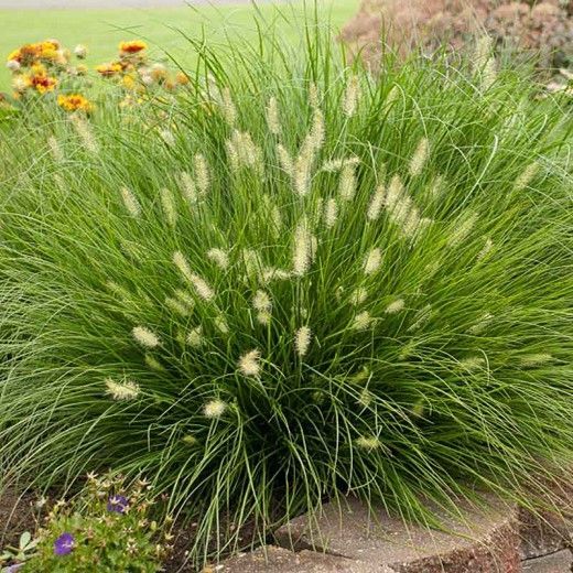 Purple allium flowers in bloom, with green stems and leaves in a garden bed.