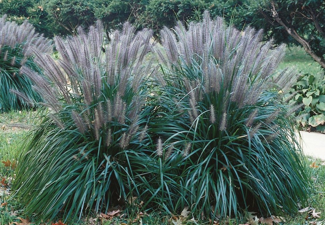 Purple allium flowers in bloom, with green stems and leaves in a garden bed.