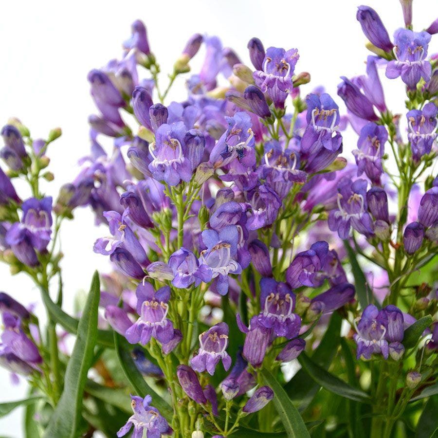 Purple allium flowers in bloom, with green stems and leaves in a garden bed.