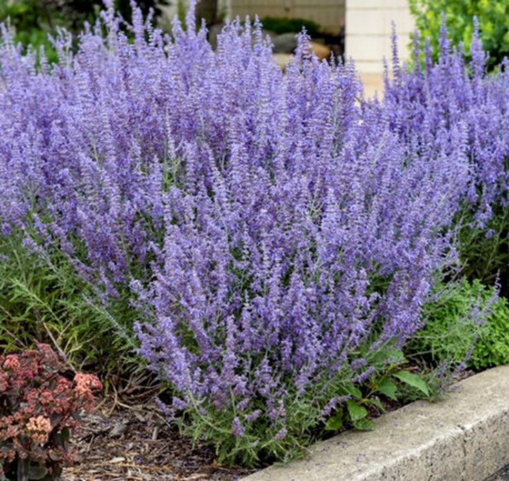 Bush of lavender-colored Russian sage flowers in garden bed.