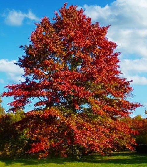 Pin Oak