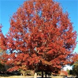 Red Oak