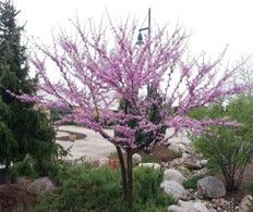 Redbud Clump