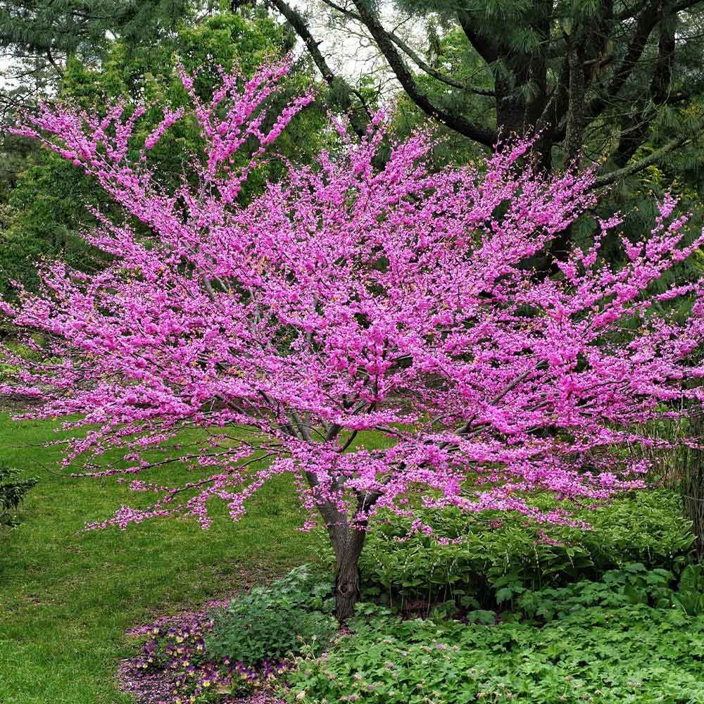 Redbud Clump