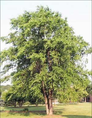 Purple allium flowers in bloom, with green stems and leaves in a garden bed.