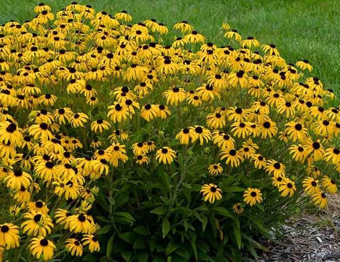 Yellow and black coneflower plants in a garden bed with dark mulch.