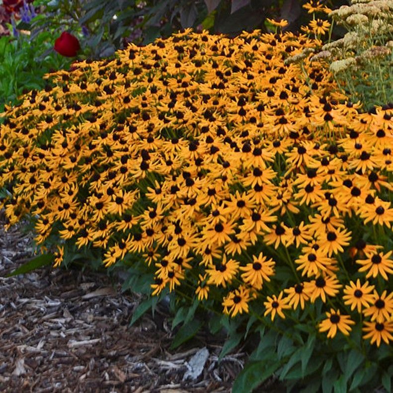Field of yellow black-eyed Susan flowers with dark brown centers in a garden.