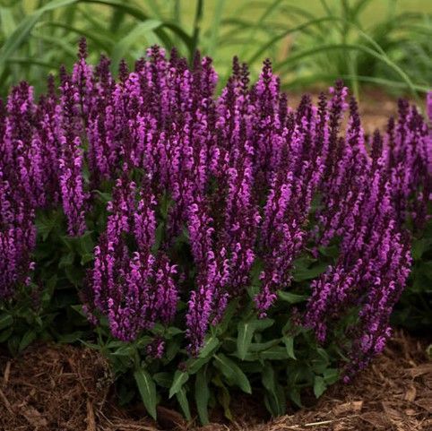 Bush of vibrant purple salvia flowers in a garden bed.