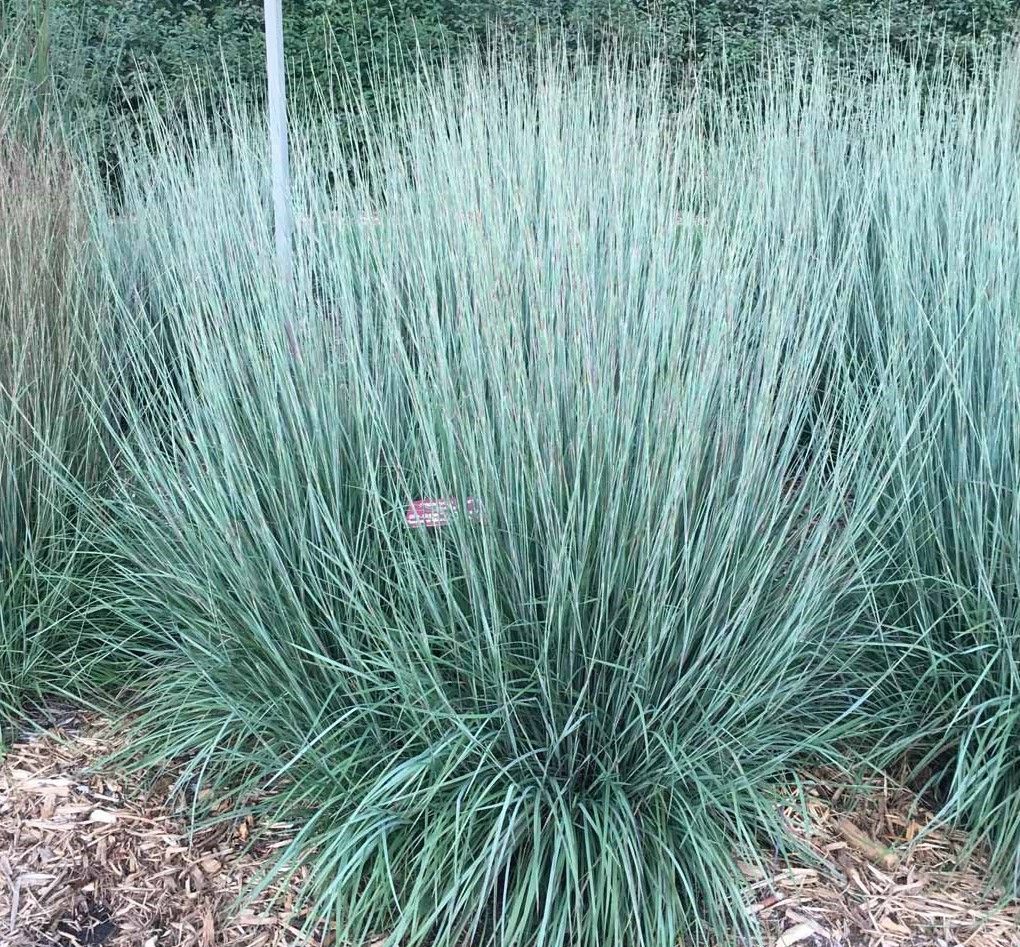 Purple allium flowers in bloom, with green stems and leaves in a garden bed.