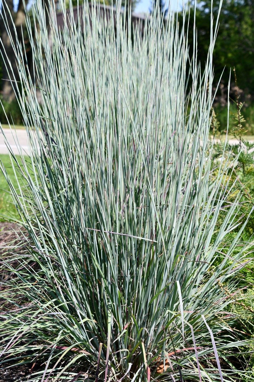 Purple allium flowers in bloom, with green stems and leaves in a garden bed.