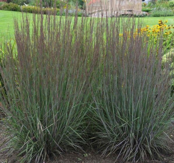 Purple allium flowers in bloom, with green stems and leaves in a garden bed.