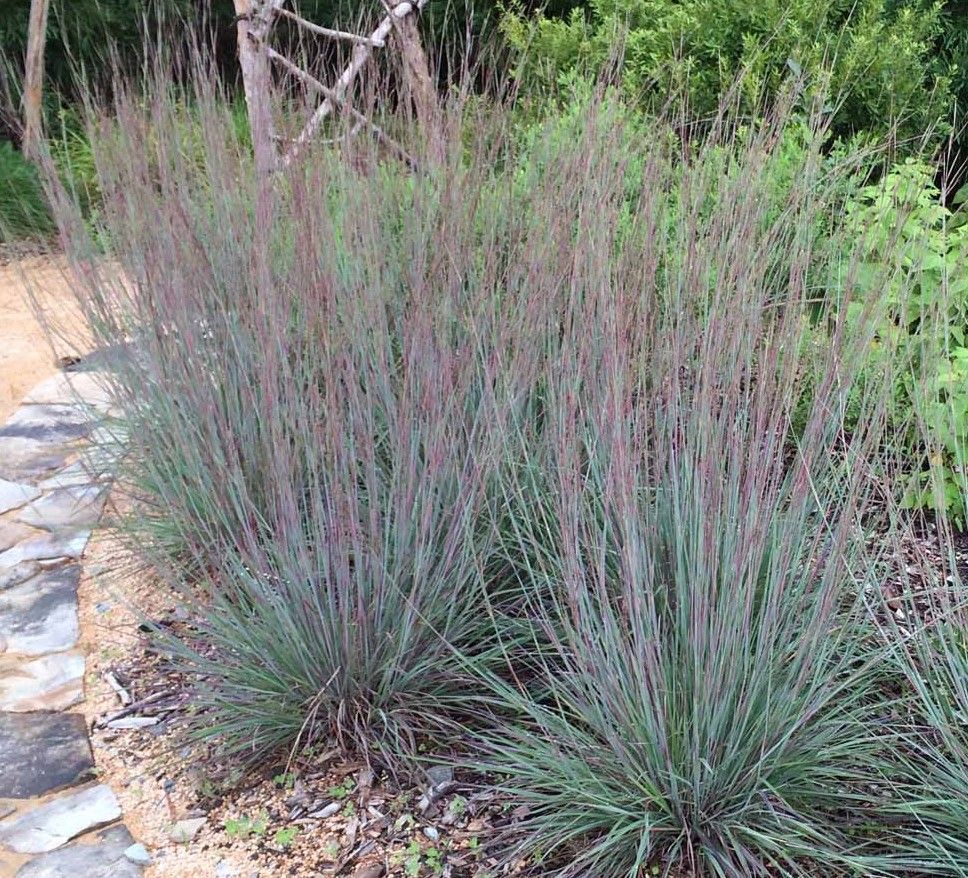 Purple allium flowers in bloom, with green stems and leaves in a garden bed.