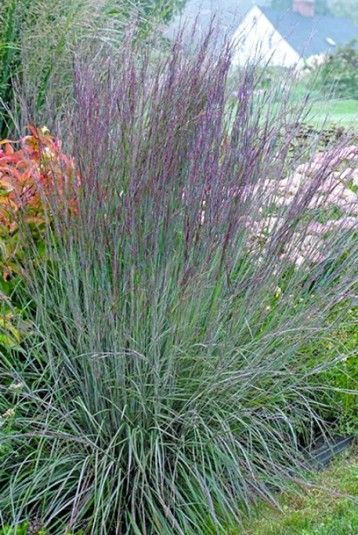 Purple allium flowers in bloom, with green stems and leaves in a garden bed.