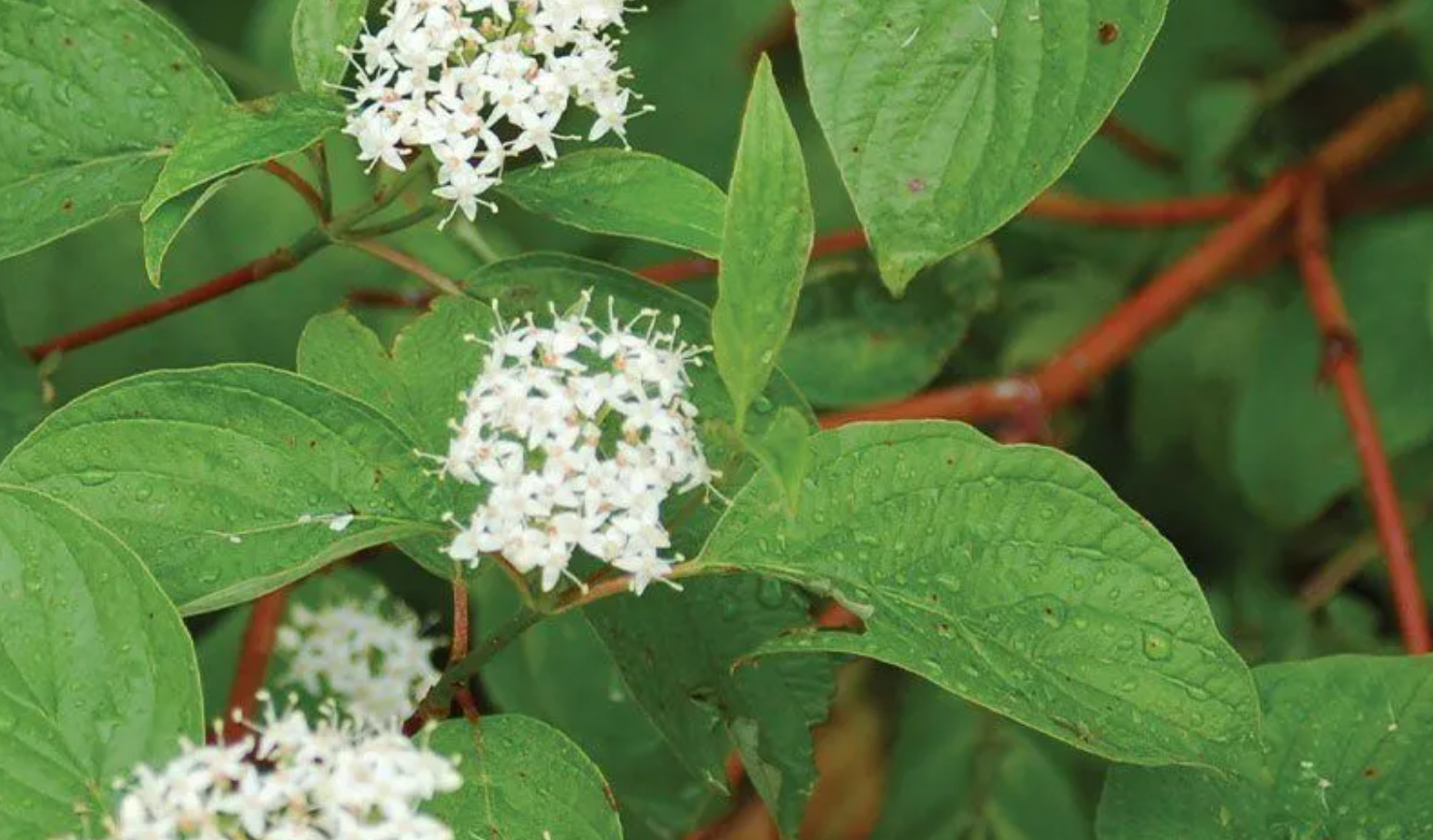 White flower clusters bloom on a green-leafed shrub with reddish stems.