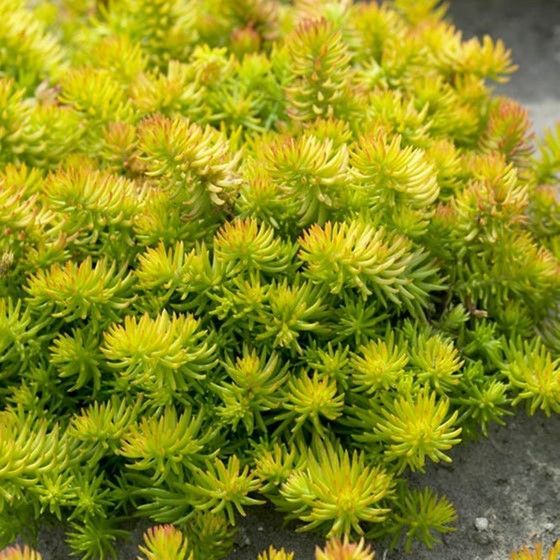 Yellow flowering Sedum plants with a stone sculpture in a garden setting.