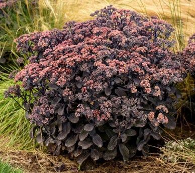 Dark purple and pink Autumn Joy sedum plant with dark foliage.