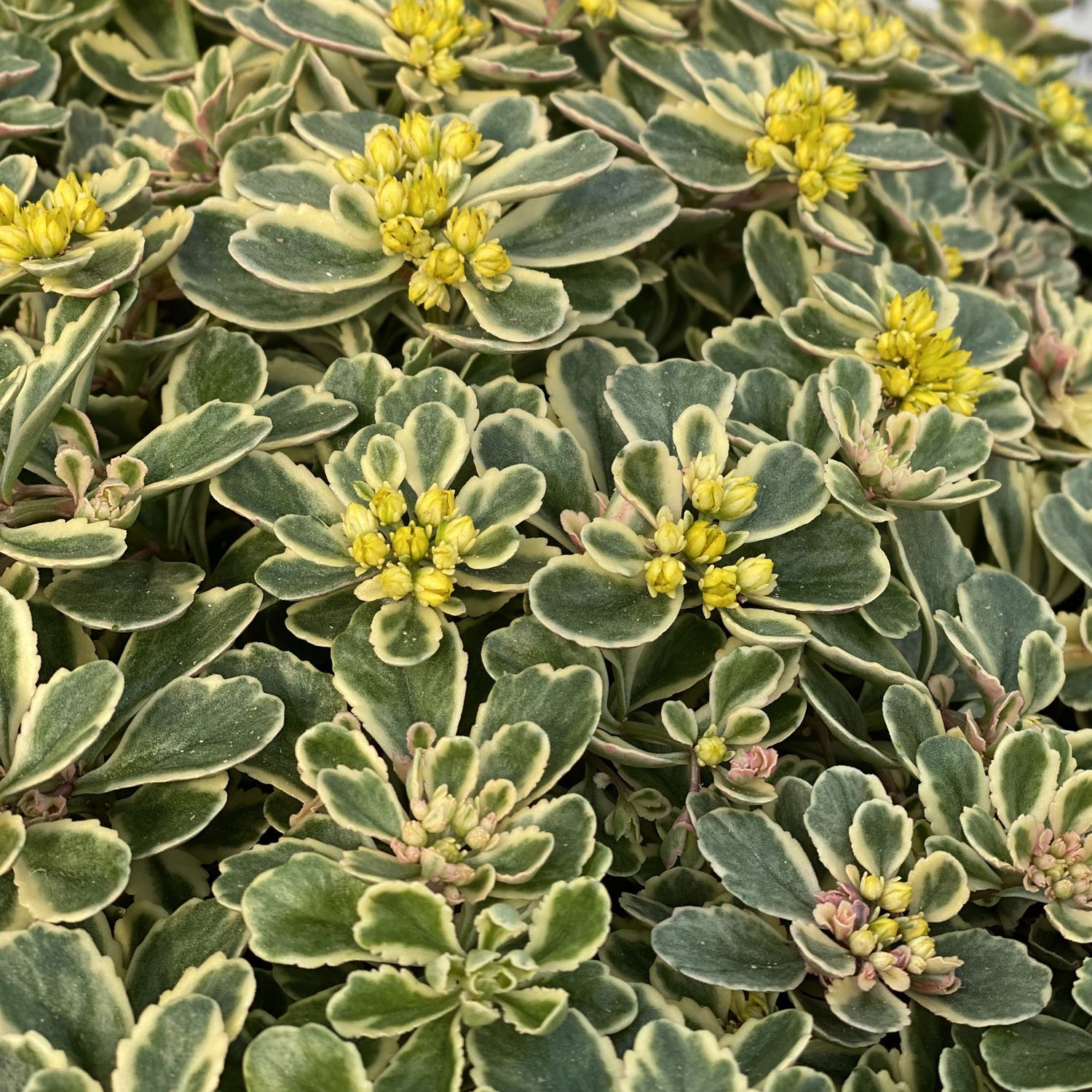 Yellow and green variegated sedum groundcover in bloom, planted in wood chips.