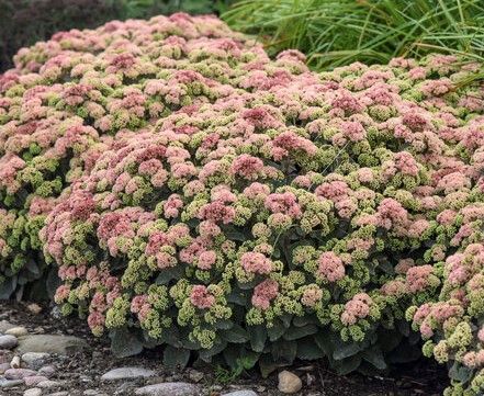 Pink and green flowering Autumn Joy sedum plant, low to the ground.