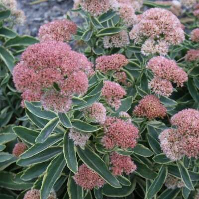 Variegated sedum plant with green leaves and yellow edges, light green flowers.