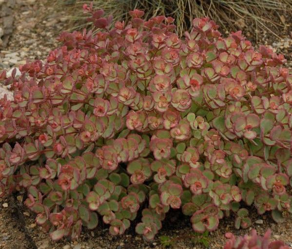 Pink Sedum flowers bloom amidst blue-green, rounded leaves, set against a stone surface.