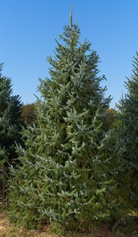 Serbian Spruce